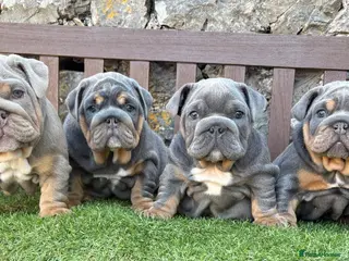 English Bulldog dogs KC registered English bulldog puppies - Advert 6