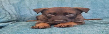 Puppy 11