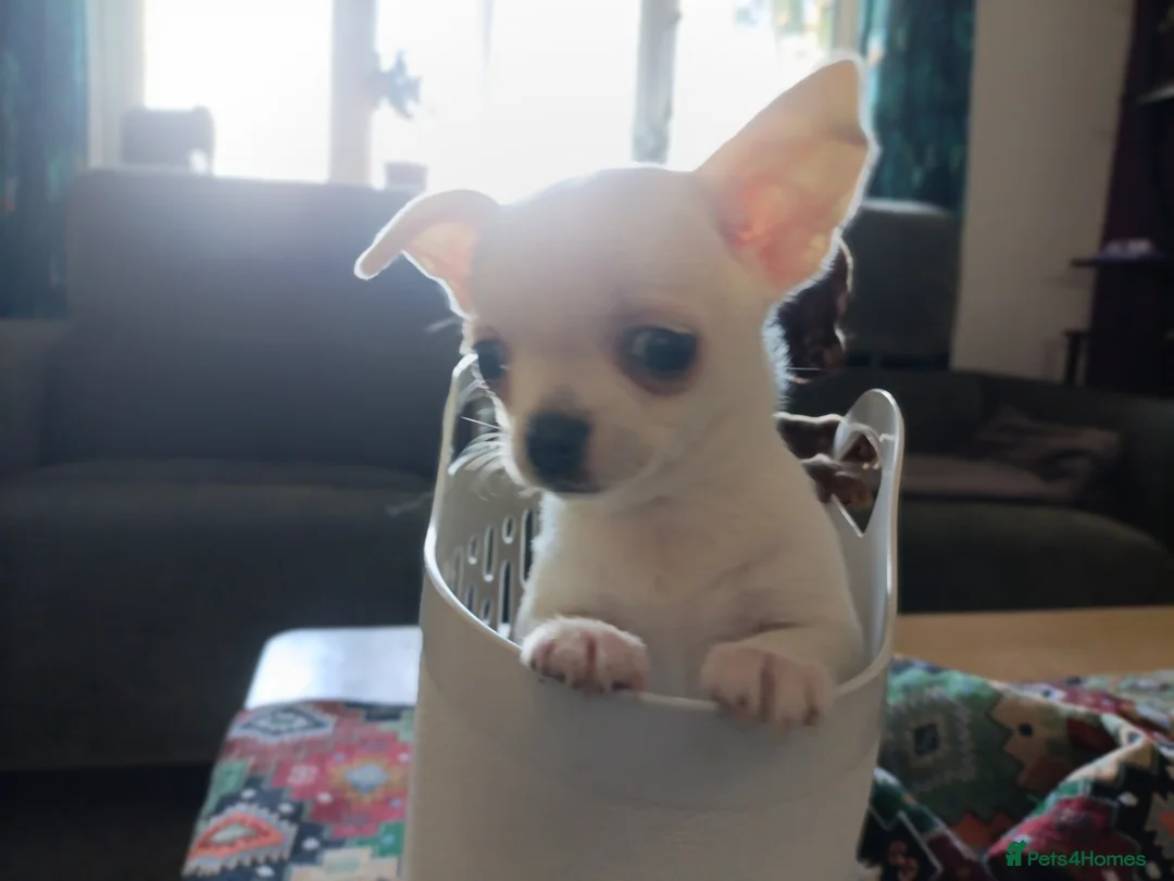 Chihuahua dogs for sale: please read description - Advert 1