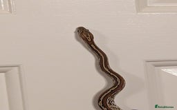 Corn Snake reptiles for sale: Mix of beautiful colourful corn snakes for sale - Image 7