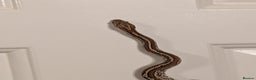 Corn Snake reptiles for sale: Mix of beautiful colourful corn snakes for sale - Advert 7