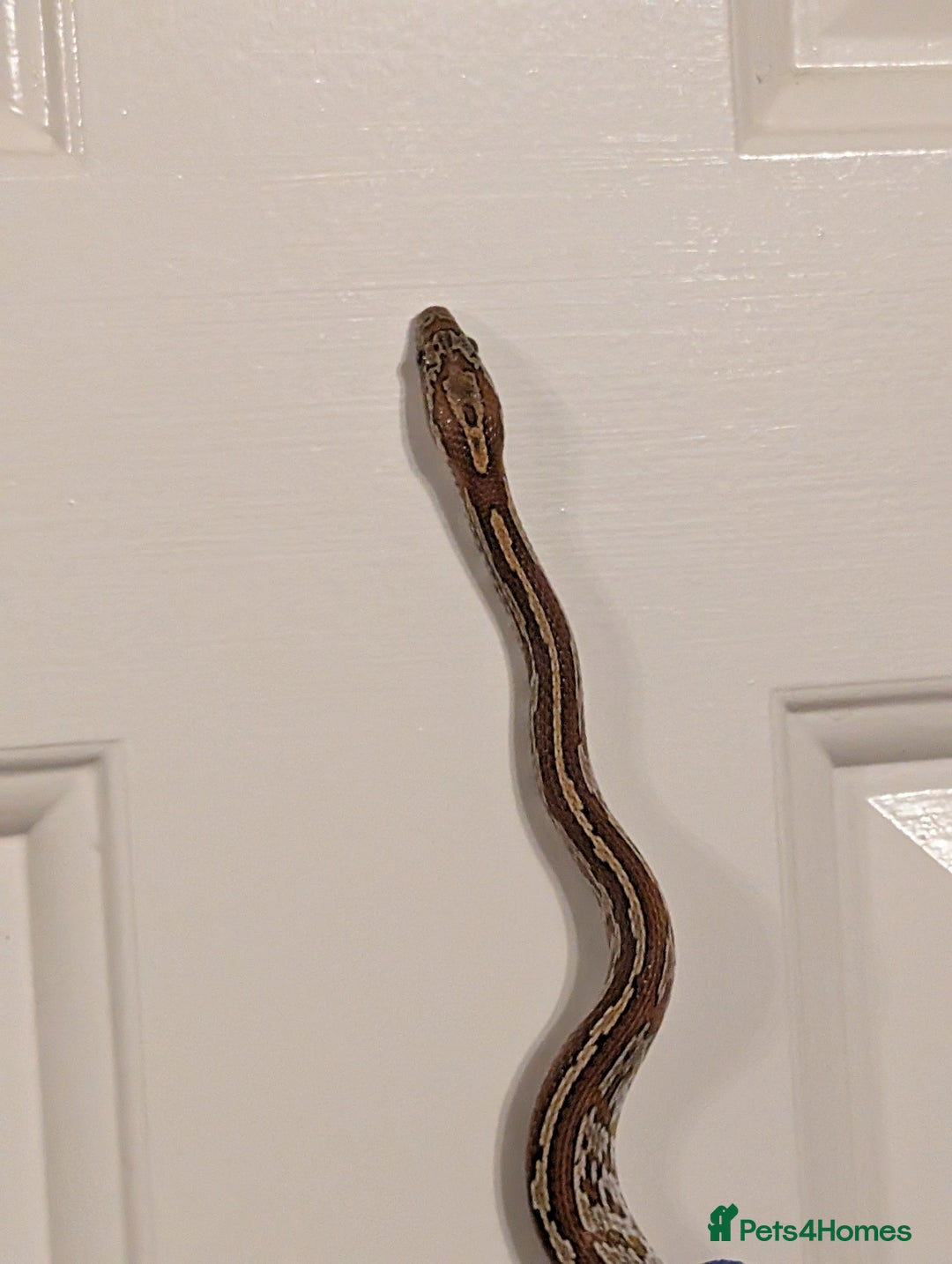 Corn Snake reptiles for sale: Mix of beautiful colourful corn snakes for sale - Image 7