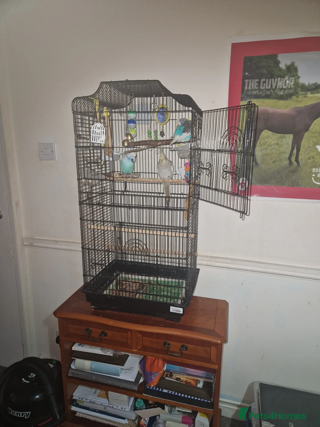 Cockatiels birds for sale: Beautiful cinnamon female cockatiel  - Advert 4