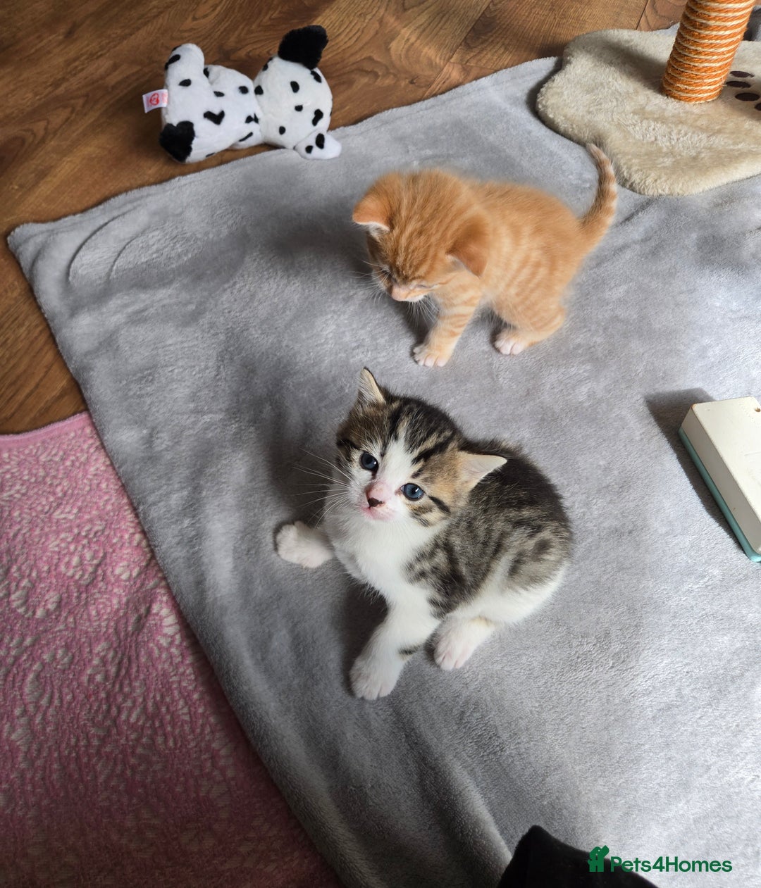 Mixed Breed cats for sale: Beautiful fluffy ginger kittens - Image 13