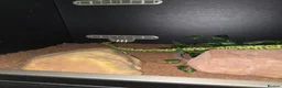 Python Snake reptiles for sale: 5x royal pythons and set ups in Birmingham - Advert 17