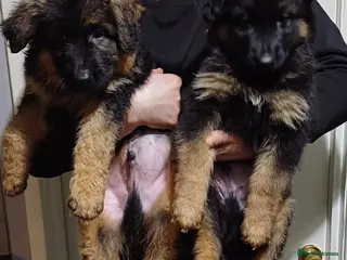 German Shepherd dogs Long-haired German sheperd puppies - Advert 7