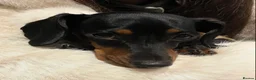 Miniature Dachshund dogs for sale: Long haired miniature dachshund  - Advert 8