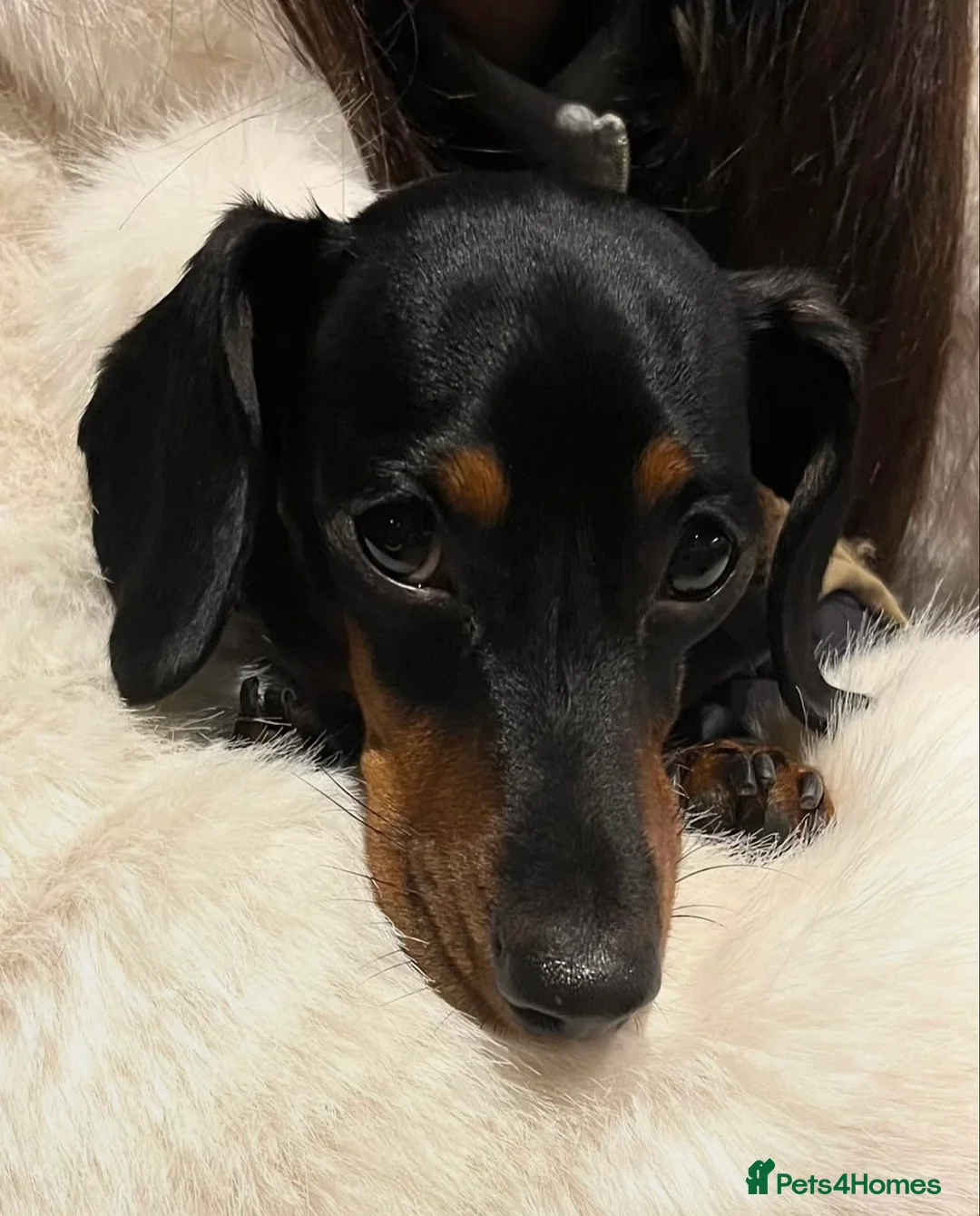 Miniature Dachshund dogs for sale: Long haired miniature dachshund  - Advert 8