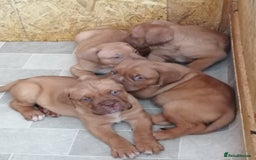 Dogue De Bordeaux dogs for sale: Gorgeous DOUGUE Babies - Image 13