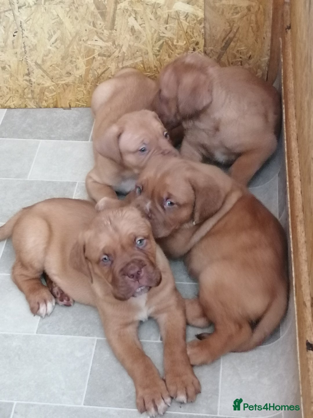 Dogue De Bordeaux dogs for sale: Gorgeous DOUGUE Babies - Image 13