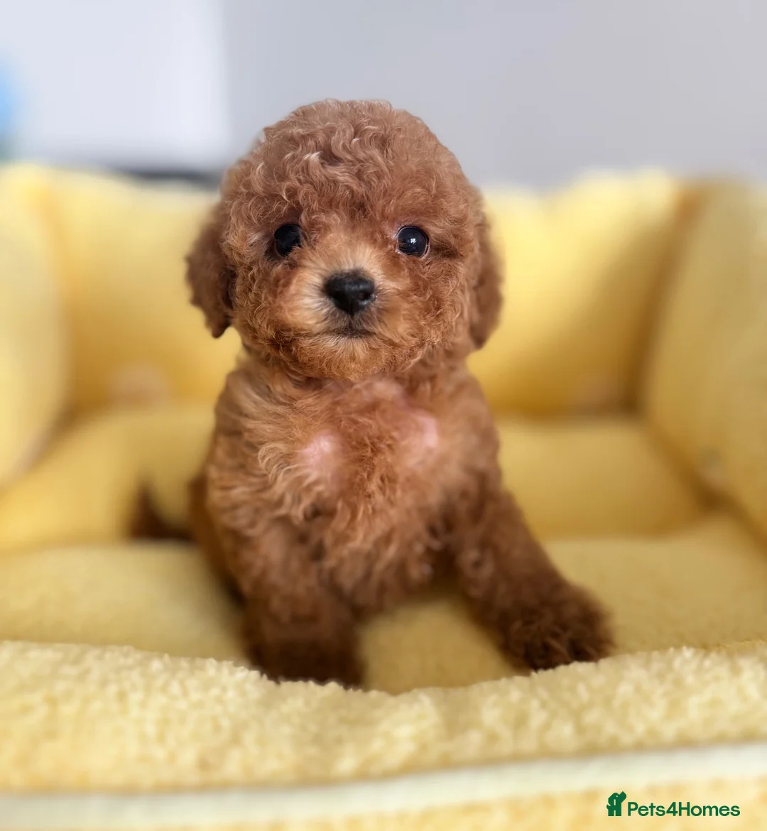 Toy Poodle dogs for sale: 🧸Asian Poodle Girl Health Tested Parents🧸 - Advert 23
