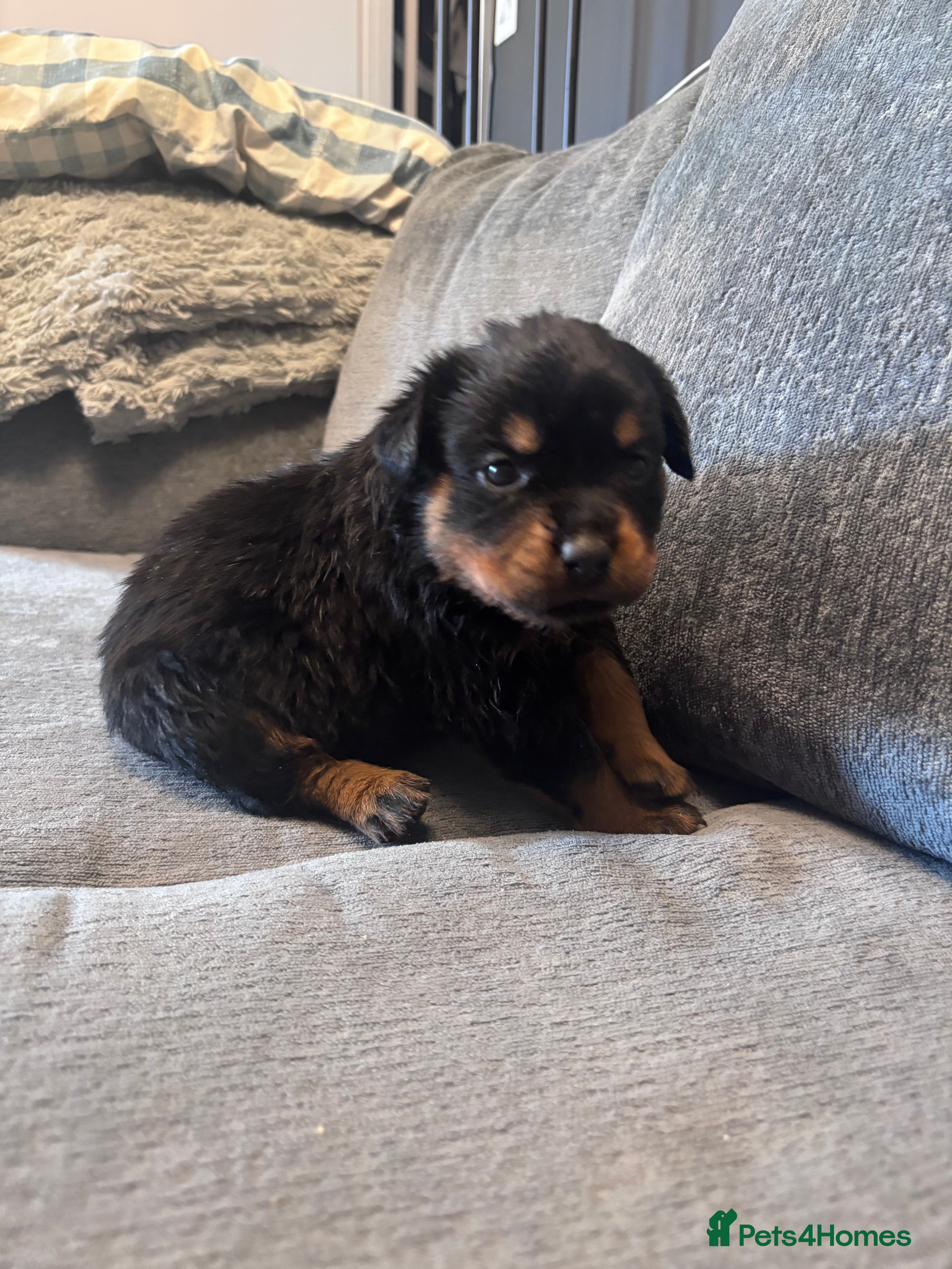 Rottweiler dogs ELITE KC REGISTERED GERMAN ROTTWEILER PUPPIES  - Advert 2