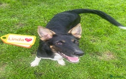 Mixed Breed dogs for adoption: 💖🐶 LINDA 🐶💖 - Image 1