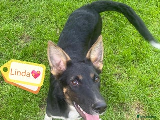 Mixed Breed dogs - Advert 6