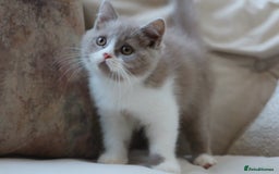 British Shorthair cats for sale: British Shorthair Kitten - Registered & Licensed - Image 2
