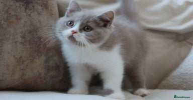 British Shorthair cats - Advert 15