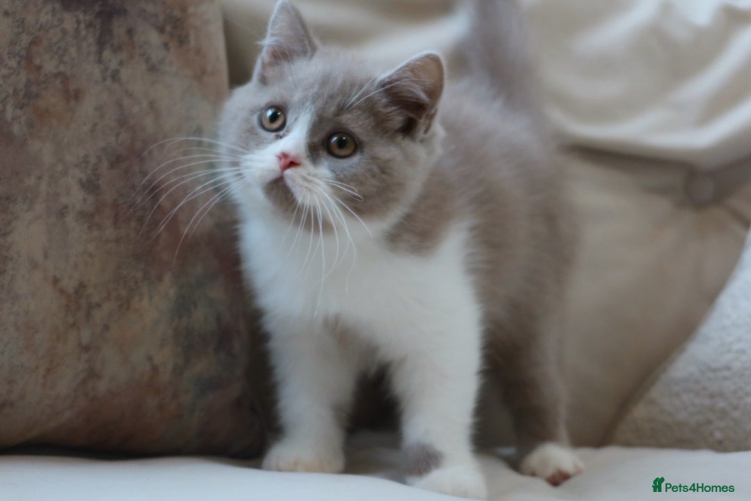 British Shorthair cats for sale: British Shorthair Kitten - Registered & Licensed - Image 2