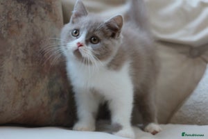 British Shorthair cats - Advert 12