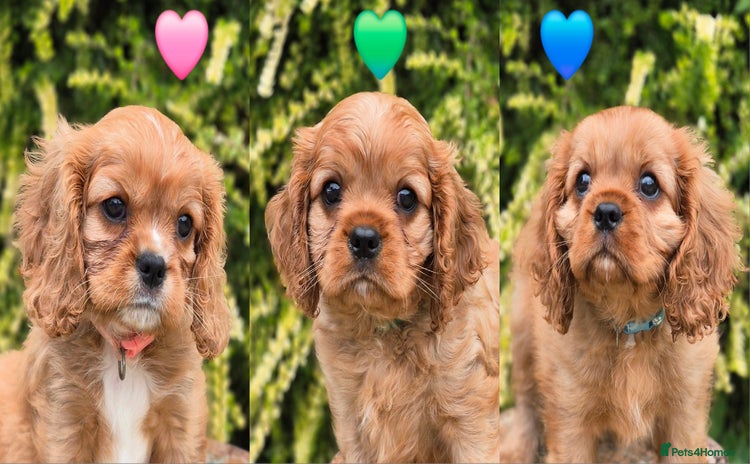 Cavalier King Charles Spaniel dogs - Advert 13