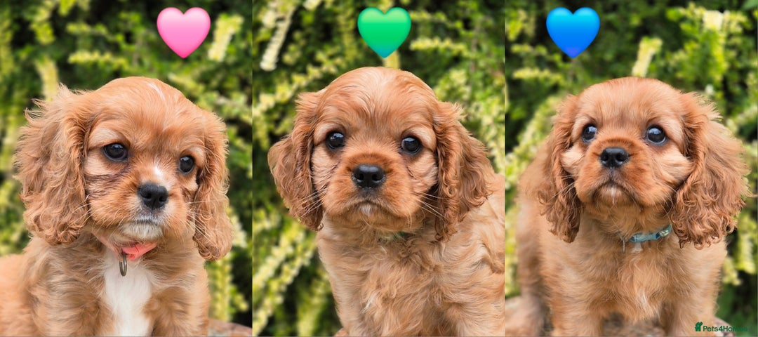 Cavalier King Charles Spaniel dogs for sale: 1 boy left ready to go now 💚 - Image 3