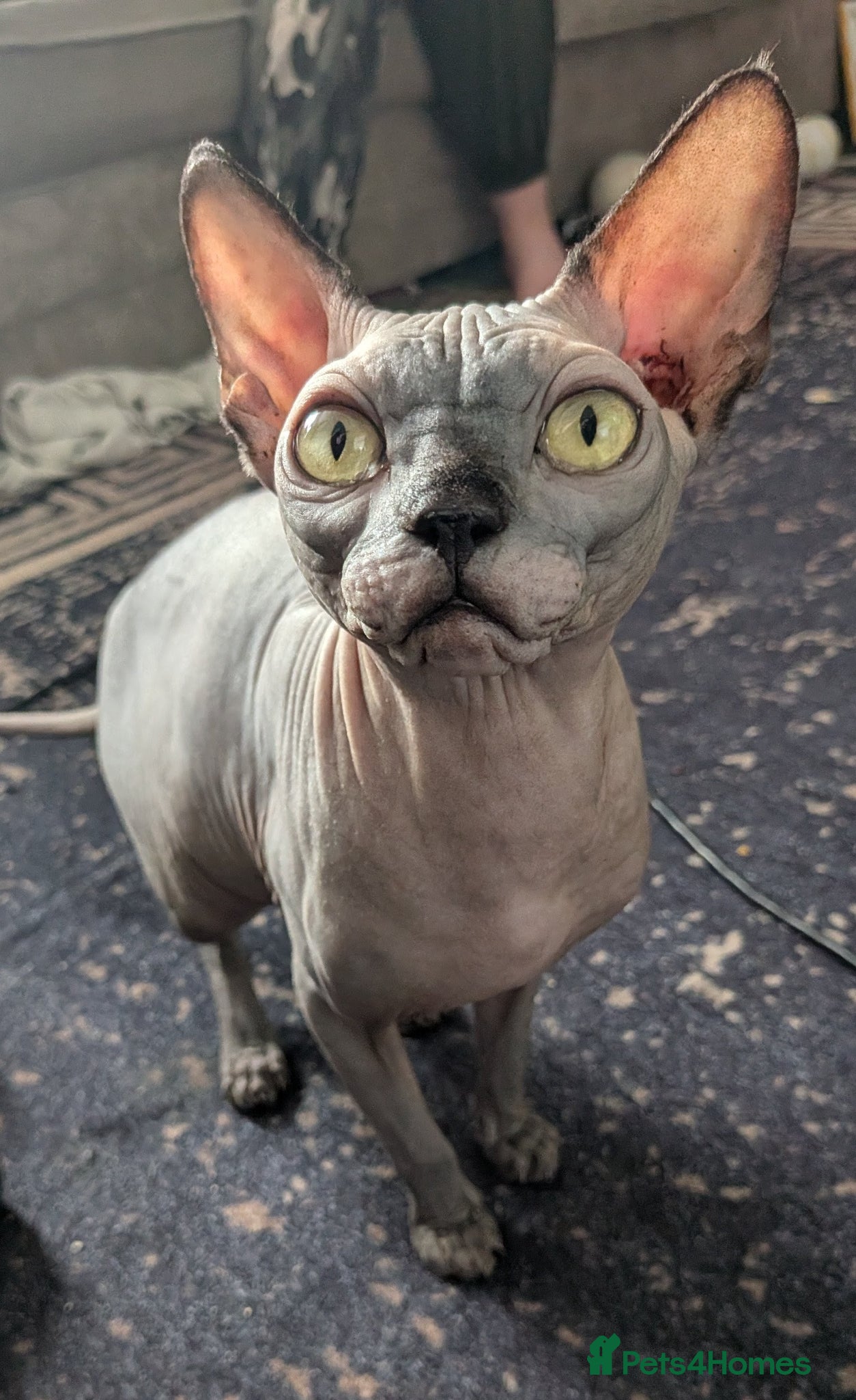 Sphynx cats Sweetest boy - Advert 11