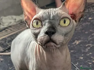 Sphynx cats Sweetest boy - Advert 9