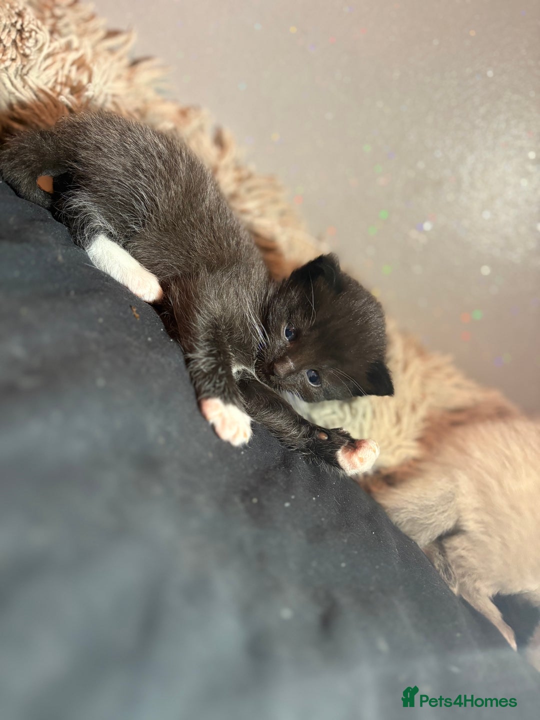 Mixed Breed cats for sale: Kittens for sale  - Image 5