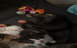 Persian cats for sale: Shorthair Doll face Persian X British longhair  - Image 6