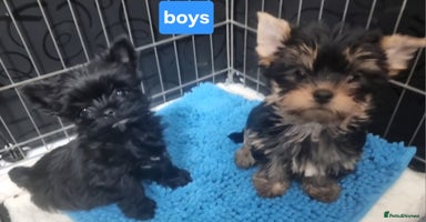 Yorkshire Terrier dogs - Advert 4