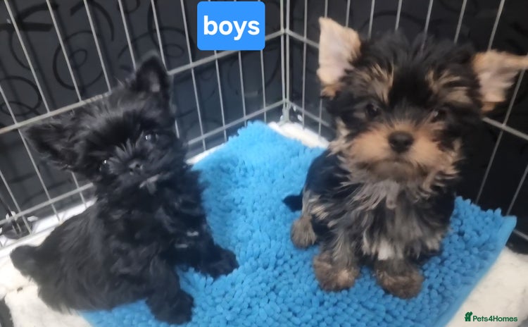 Yorkshire Terrier dogs - Advert 4