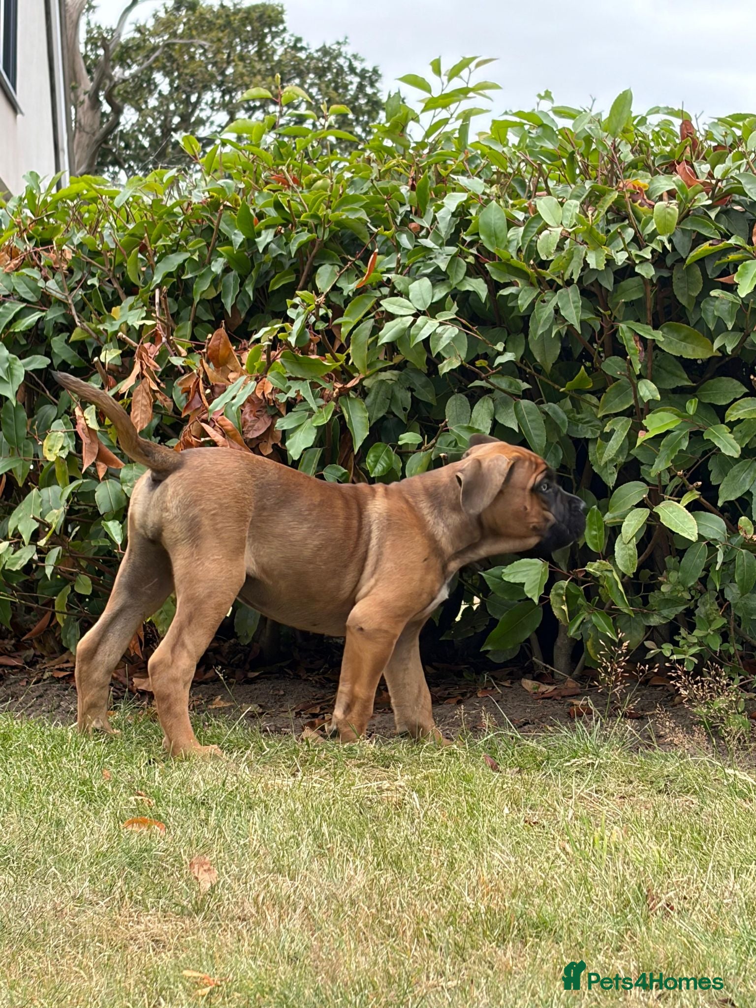 Cane Corso dogs Beautiful Cane Corso Puppies – 1 Girl Left - Advert 2