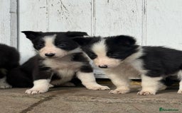 Border Collie dogs for sale: 3 gorgeous border collie puppies  - Image 2