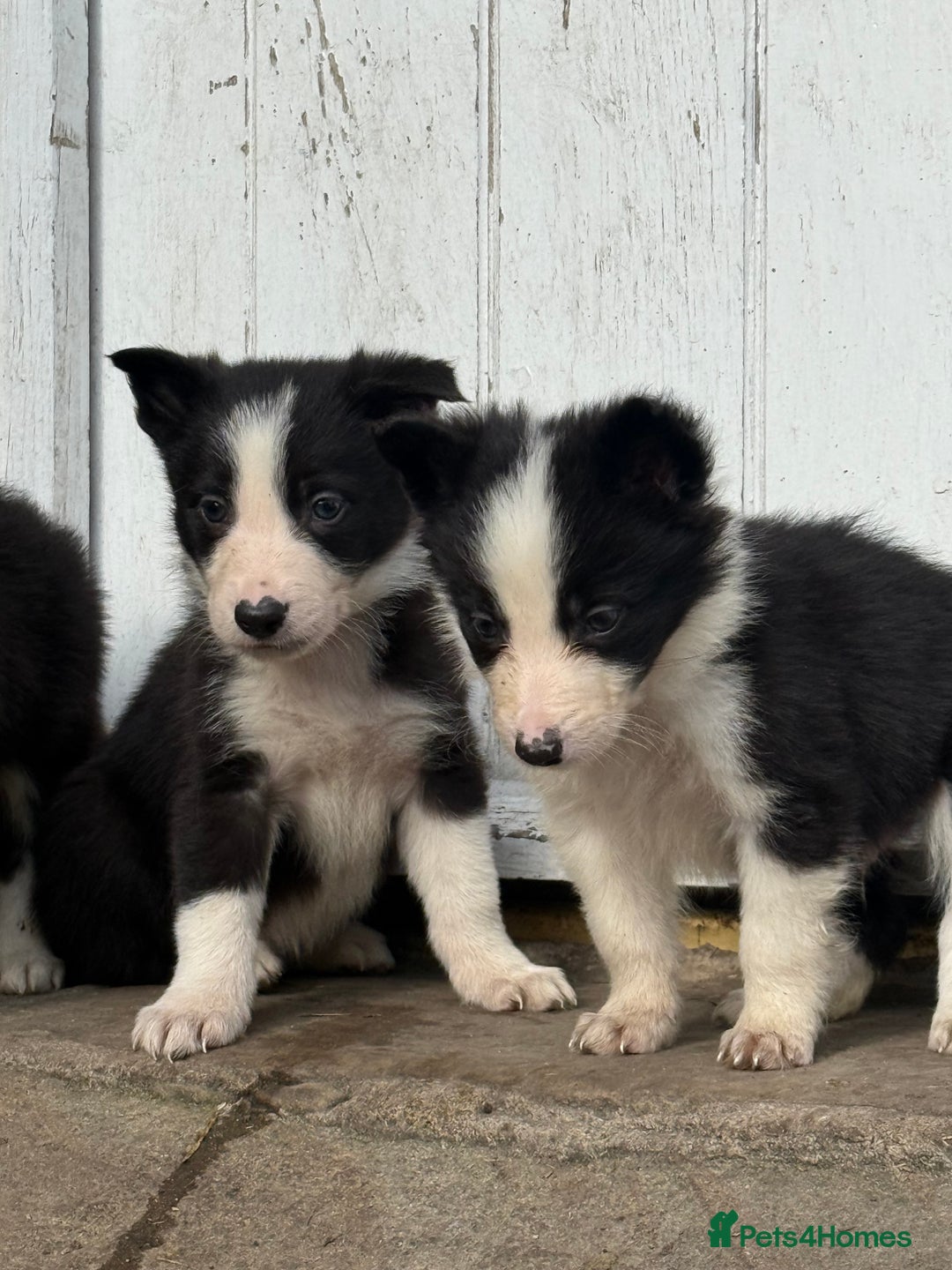 Border Collie dogs for sale: 3 gorgeous border collie puppies  - Image 2