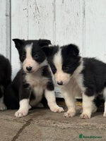 Border Collie dogs - Advert 5
