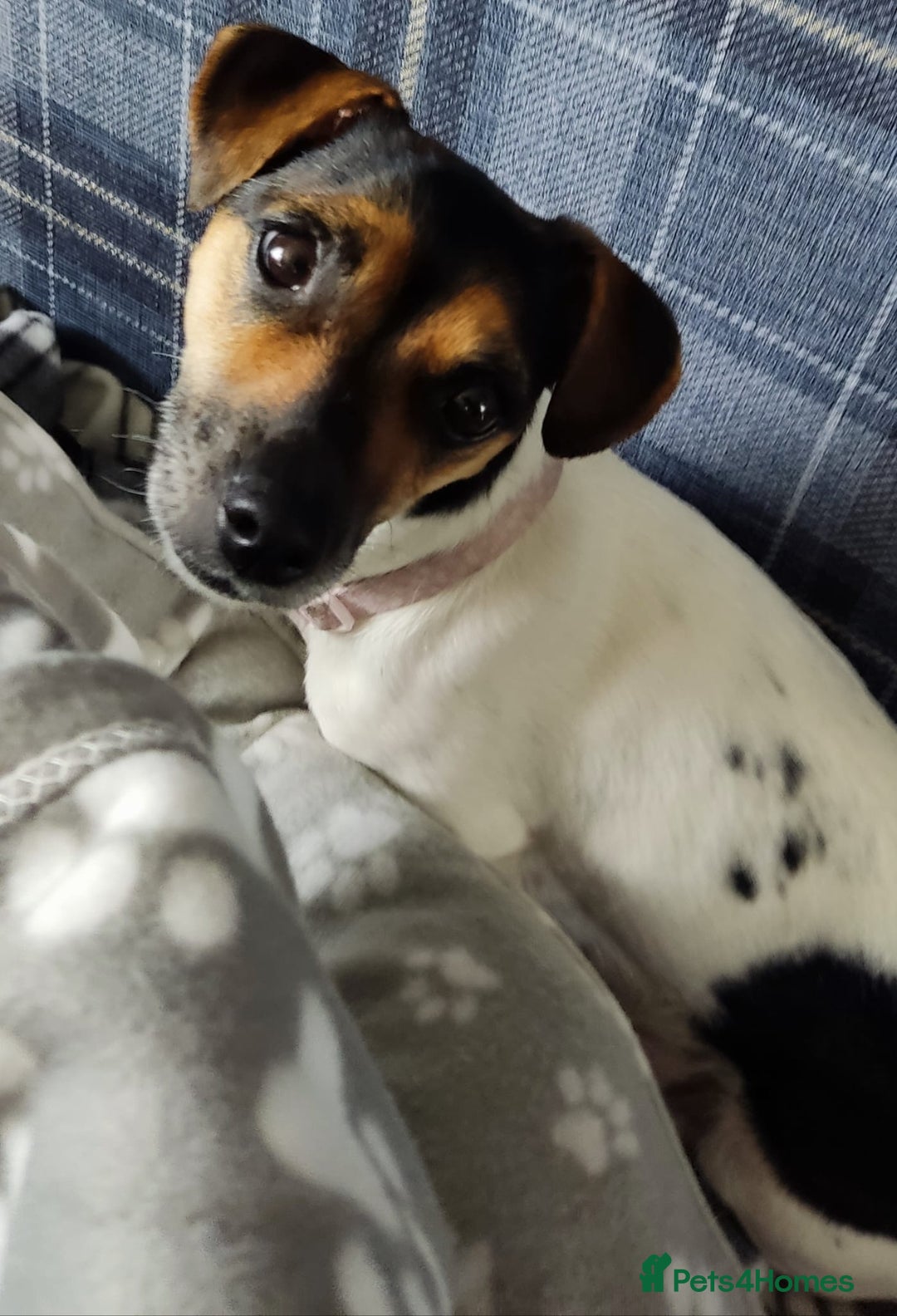 Jack Russell dogs for sale: Jack Russell puppies for sale - Image 8