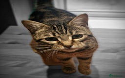 Mixed Breed cats for sale: 2 female adults for rehoming  - Image 2