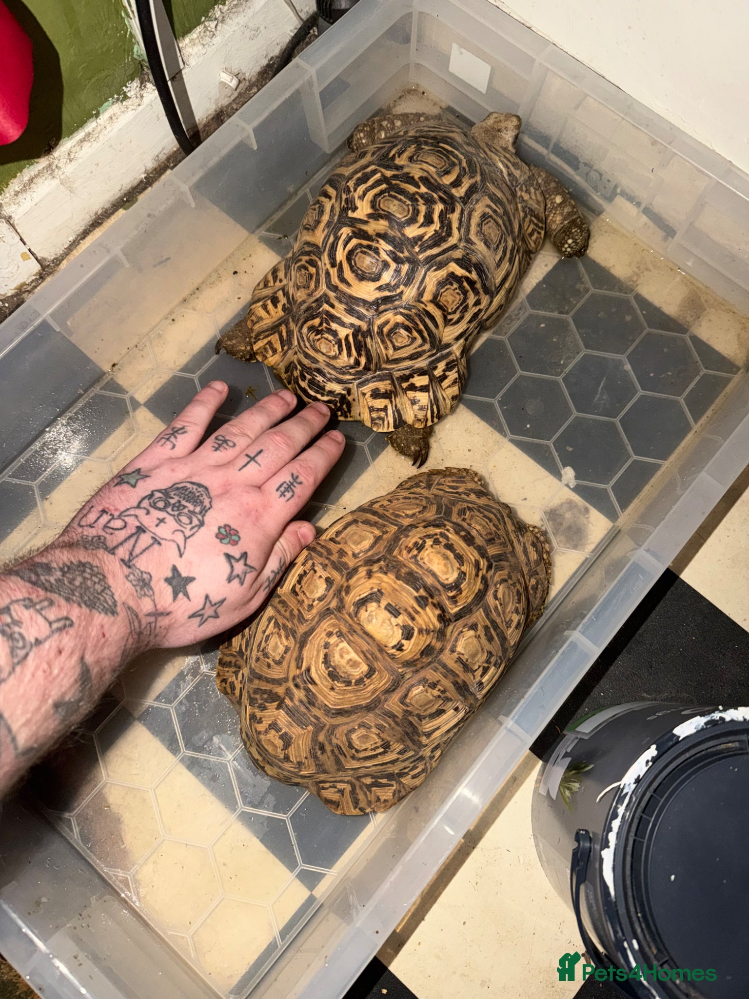 Tortoise reptiles for sale: Male and female leopard tortoise for sale  - Advert 2