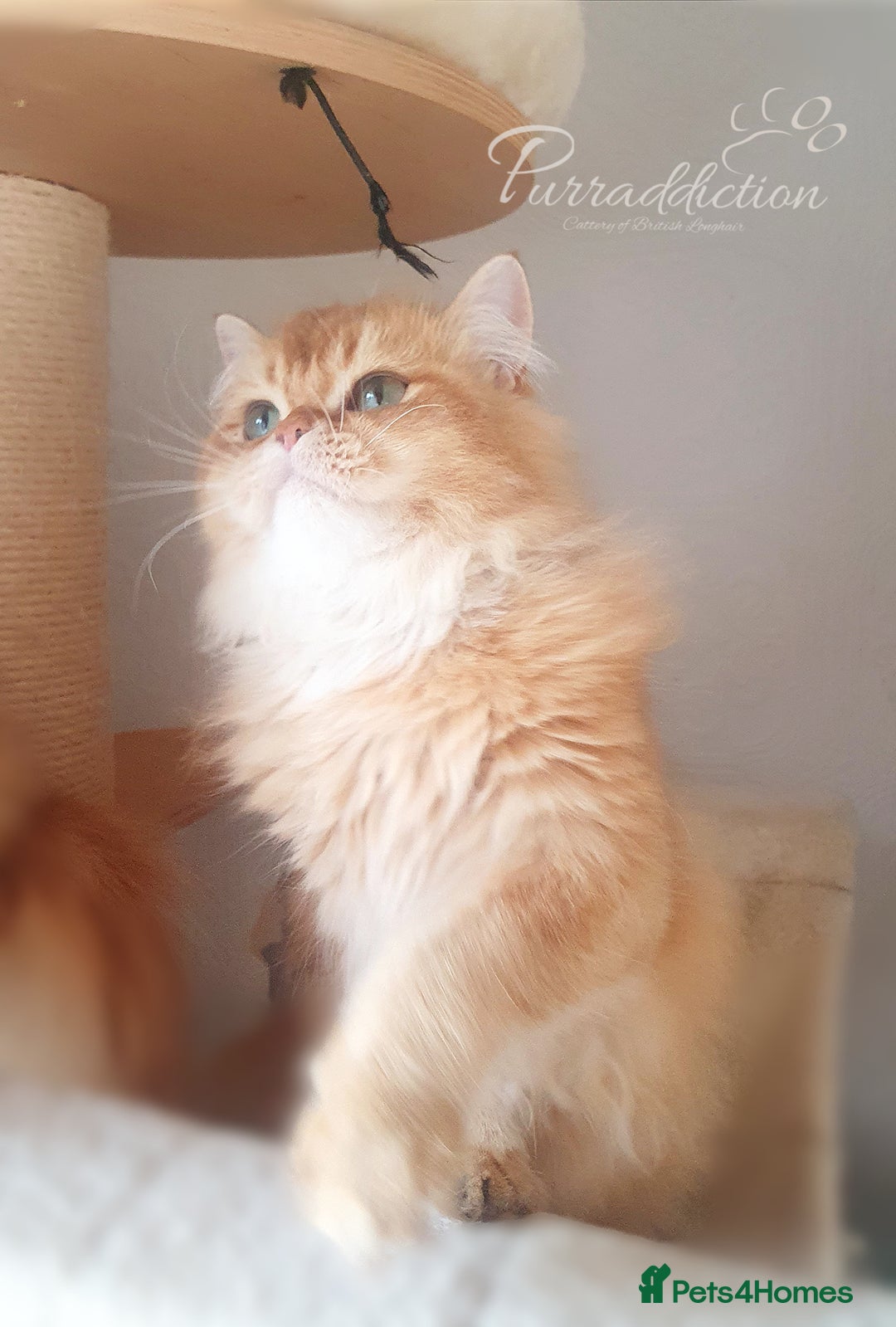 British Longhair cats for sale: Last Cinnamon Golden Shaded British Longhair male  - Image 4