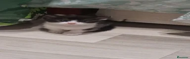 Domestic Shorthair 2