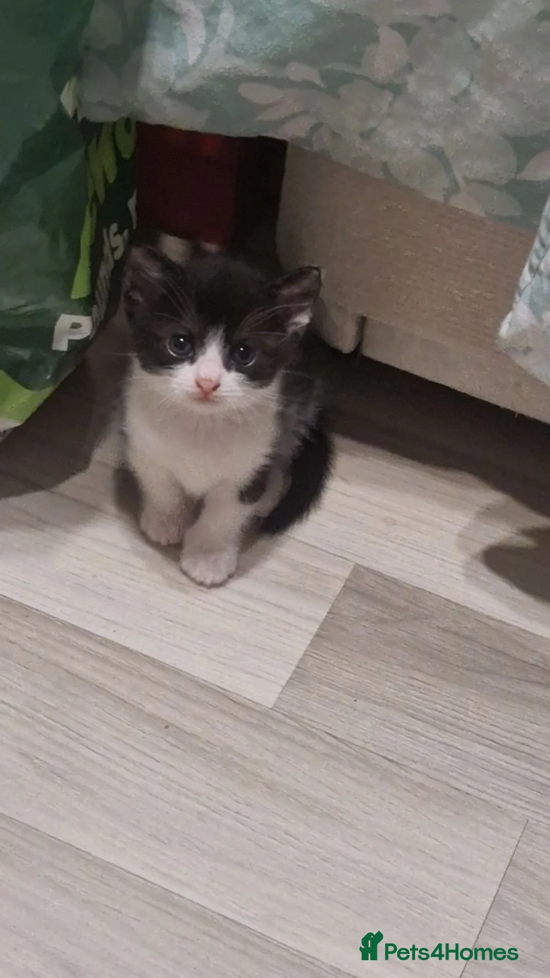 Domestic Shorthair cats for sale: Two domestic shorthair boys - Advert 2