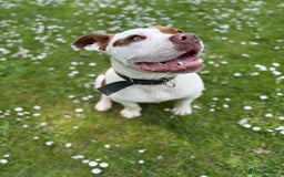 Mixed Breed dogs for sale: Reggie - Image 4