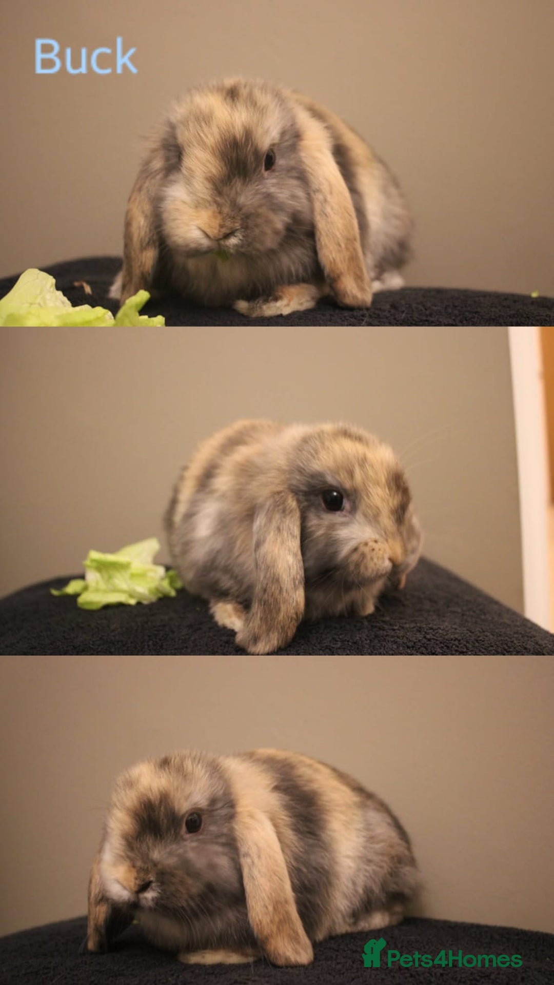 Mini Lop rabbits for sale: Stunning mini lop bunnies, 8wks, ready to collect - Advert 1