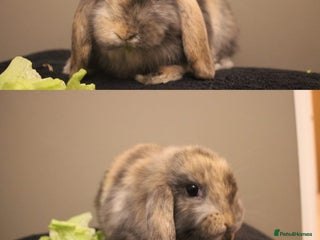 Mini Lop rabbits Stunning mini lop bunnies, 8wks, ready to collect - Advert 13