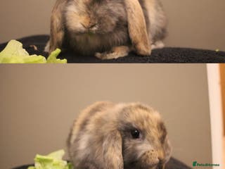 Mini Lop rabbits Stunning mini lop bunnies, 8wks, ready to collect - Advert 14