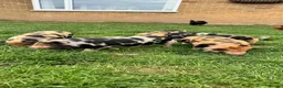 Pig livestock for sale: Gorgeous kunekune gilt for sale.  - Advert 4