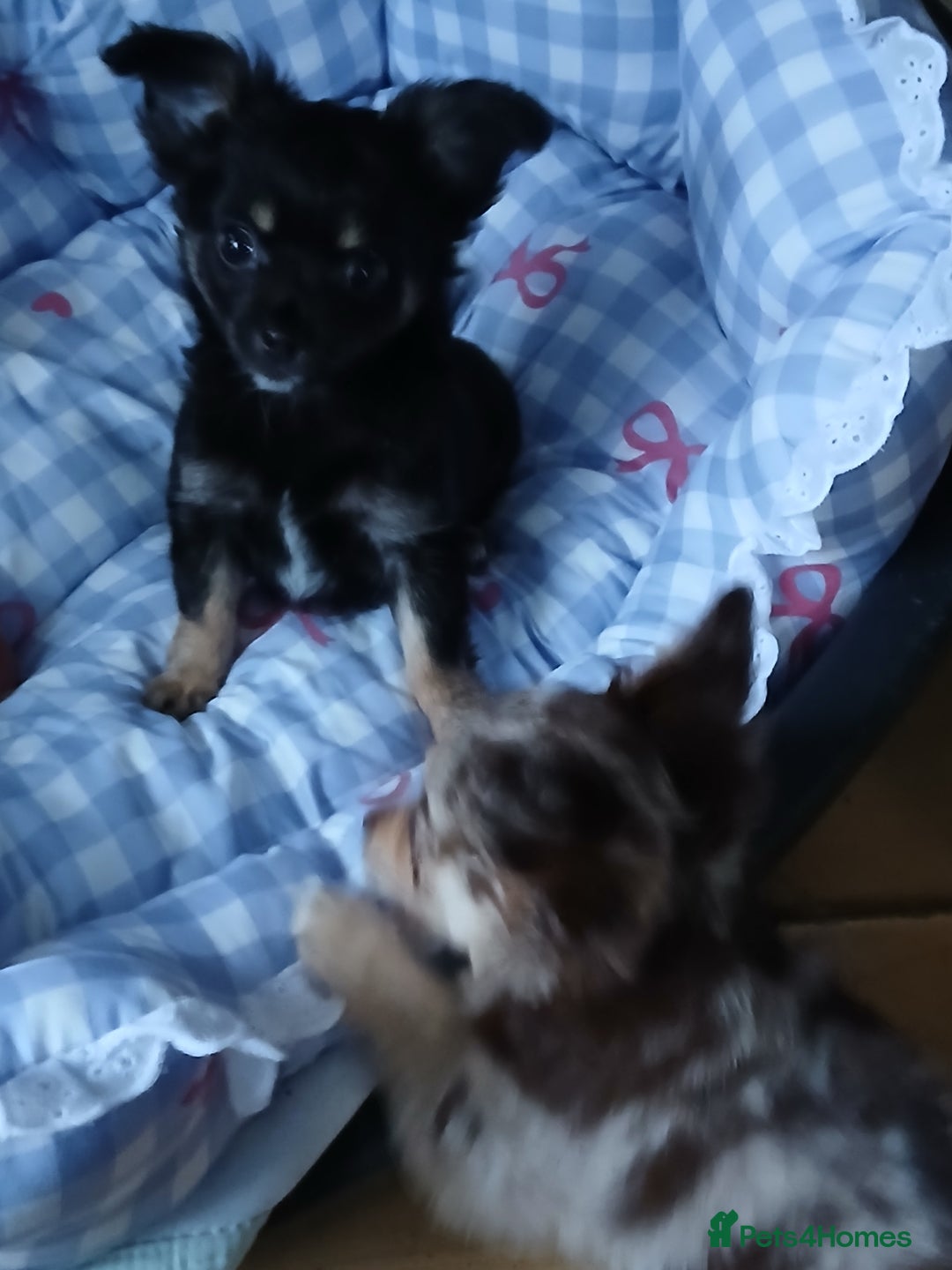 Chihuahua dogs for sale: Rare!! chocolate merle girl and black n tan boy - Advert 7