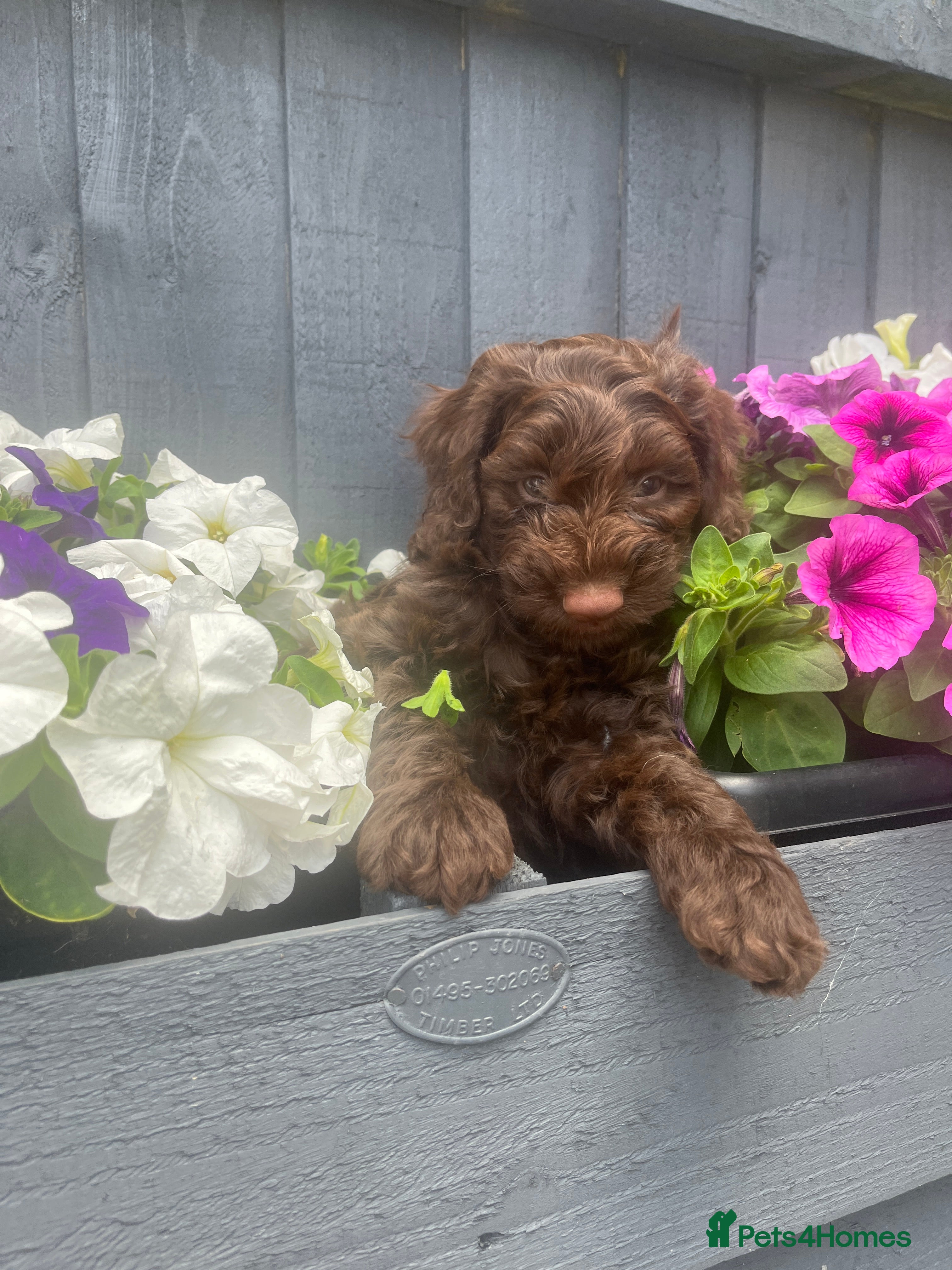Cockapoo dogs 🔥Ready now 3 remaining🔥 cockapoo pups  - Advert 2