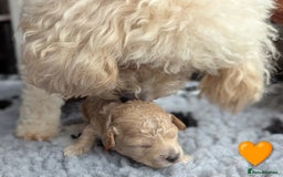 Poochon dogs for sale: 🐾 Adorable F1b Poochon Puppies - Ready November🐾 - Image 14