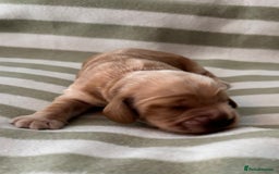 Cocker Spaniel dogs for sale: Beautiful Cocker Spaniel Puppies - Advert 11