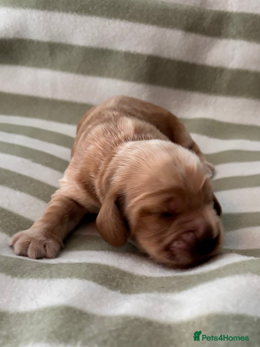 Cocker Spaniel dogs for sale: Beautiful Cocker Spaniel Puppies - Advert 11